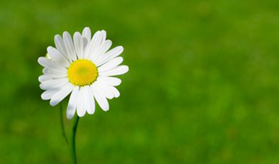 2025年端午节放假通知